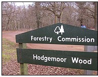 Hodgemoor Wood. Photo by Timo Newton-Syms